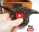 Raven — Smoking Briar Pipe